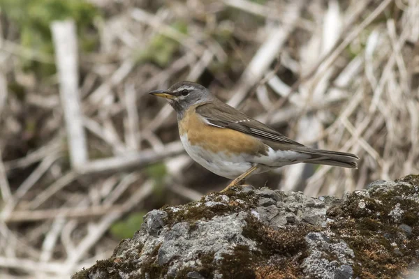 EYEBROWED THRUSH sentado em uma rocha na encosta de uma pequena rocha — Fotografia de Stock