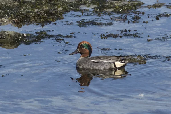 Male EURASIAN TEAL sitting in the water of a small pond — Stock Photo, Image