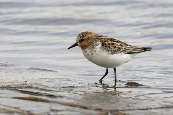 RED-NECKED STINT standing in the shallows spring day — Stock Photo, Image