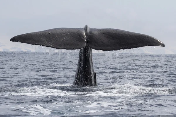 精子鲸鱼尾巴露出水面时水浸 — 图库照片