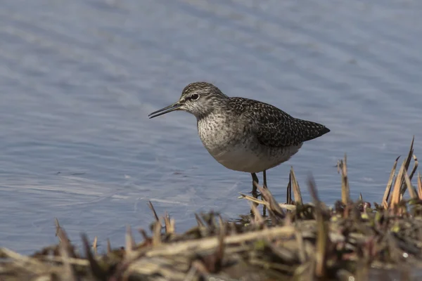 Flautista de arena de madera que se encuentra en la orilla del río entre el g —  Fotos de Stock