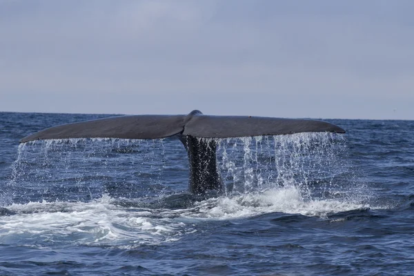 The tail of the sperm whale diving into the water on a sunny day — Stock Photo, Image