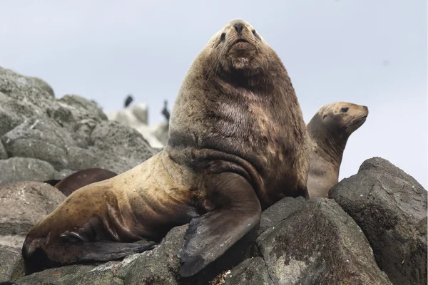 Männliche Seelöwen liegen auf einem Felsen neben dem Harem — Stockfoto