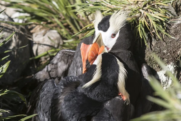 Iki erkek püsküllü puffins iç içe geçmiş bir site için mücadele sırasında — Stok fotoğraf