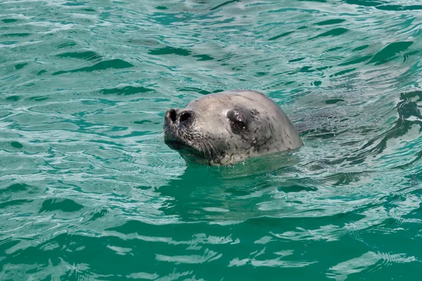 Foca cangrejo cabeza nadando en el agua turquesa del Antar —  Fotos de Stock