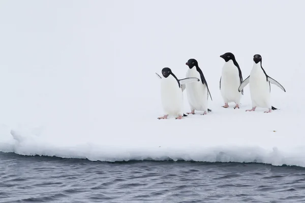 Gruppen av adelie pingviner på isen nära öppet vatten — Stockfoto