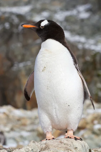 Gentoo penguin which stands on a rock on the background of rocks — стоковое фото