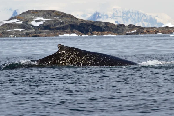 南極海で白い斑点に戻ってザトウクジラ — ストック写真