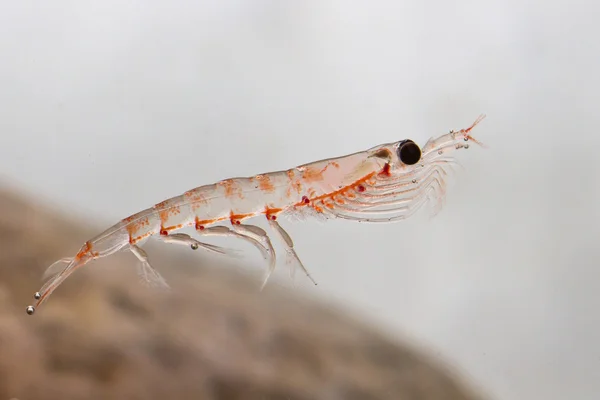 Antarctic krill floating in the water in Antarctic water — Stock Photo, Image