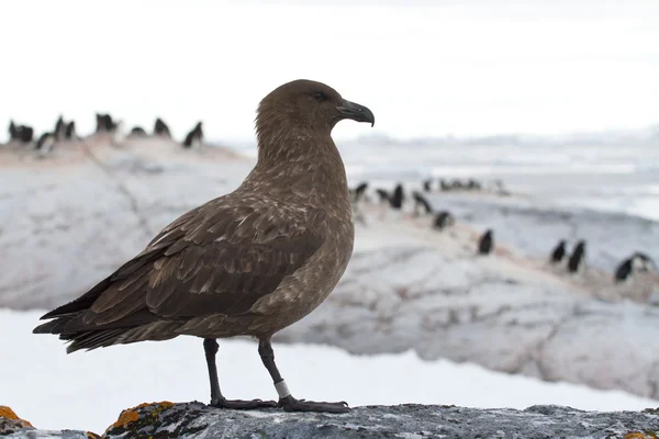 Skua antártico o marrón que se encuentra sobre una roca sobre un fondo o —  Fotos de Stock