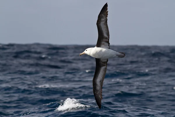 Dolmányos albatrosz repülő felett a hullámok az Atlanti-óceán — Stock Fotó