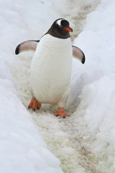 Пингвин, который идет по дорожке, лежащей в снегу — стоковое фото