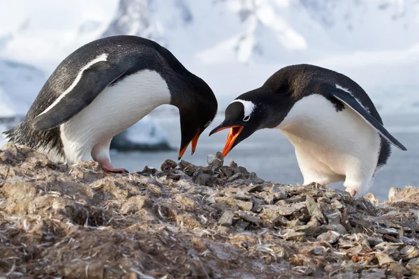 Oment トランスの巣から男性と女性のペンギン ジェンツー — ストック写真