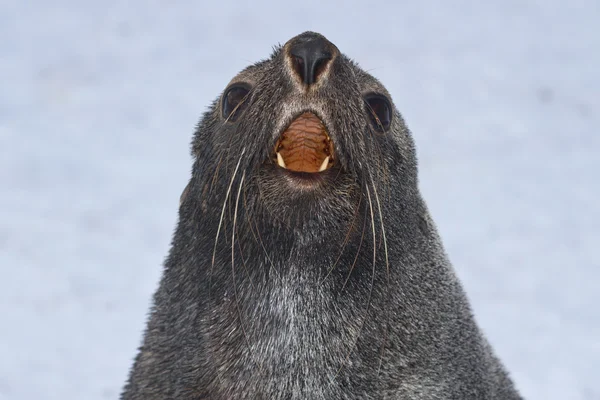 Ritratto di una foca da pelliccia che ruggisce — Foto Stock