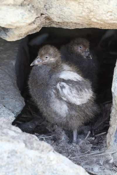 Dvě mláďata v hnízdě zasněžené sheathbill mezi kameny — Stock fotografie