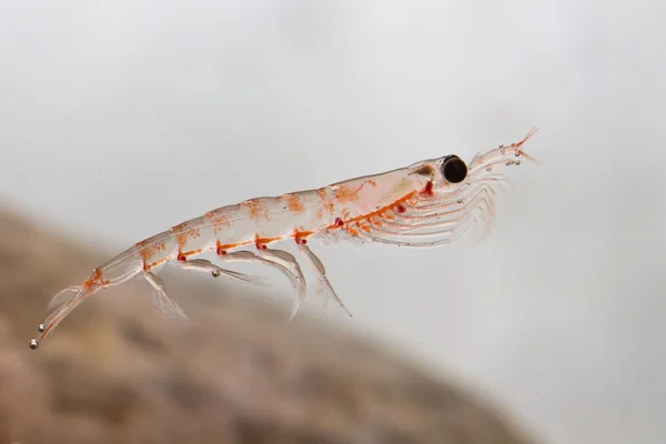 Krill antártico flutuando na água na água da Antártida Imagens De Bancos De Imagens Sem Royalties