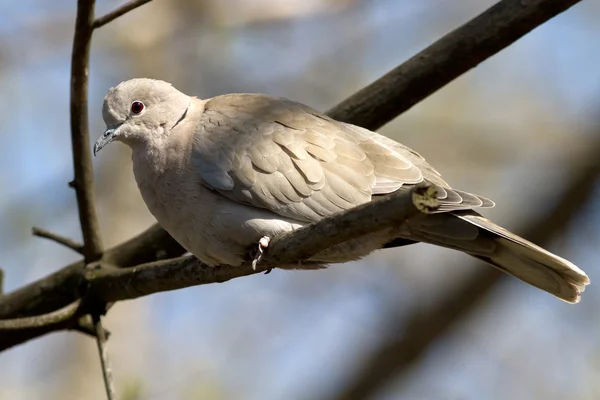 Gekraagde duif die op een tak op een zonnige middag zit — Stockfoto