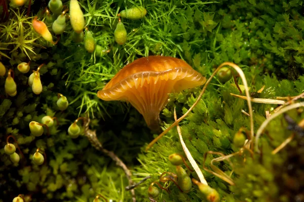 Antarctic mushroom that grows among moss on the Antarctic Penins — Stock Photo, Image