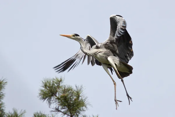 Airone grigio che vola verso il nido su un albero — Foto Stock