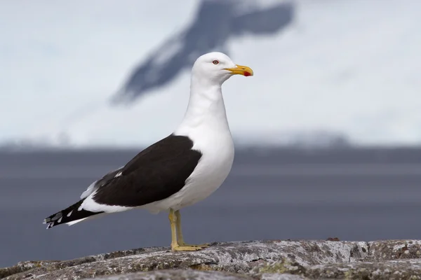 Gaviota que está sobre una roca en la Antártida —  Fotos de Stock