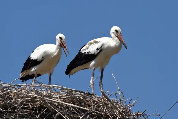 Due pulcini bianchi della cicogna seduti nel nido in un giorno d'estate — Foto Stock