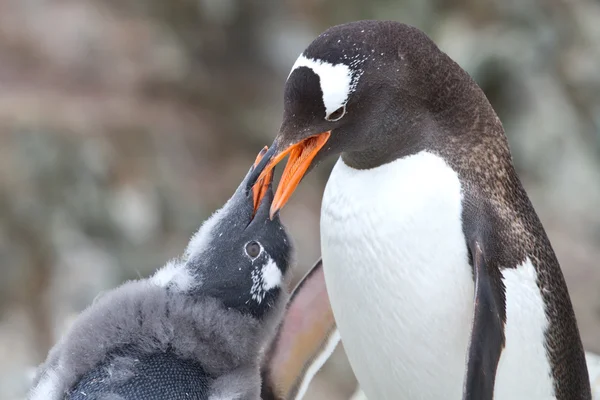 Gentoo penguin chick begging for food from that of an adult bird Stock Photo