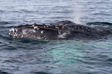 Antarktika sularında beslemeleri kambur balina kafa