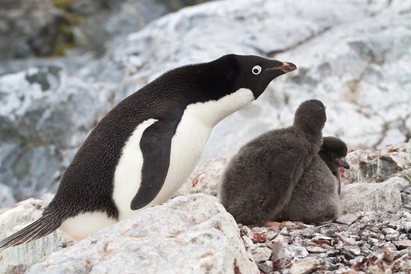 Pinguins Adelie fêmeas perto do ninho em que dois pintos — Fotografia de Stock