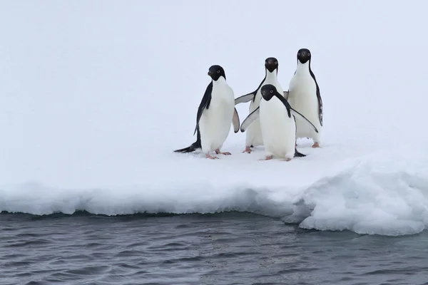 Eine Gruppe adeliger Pinguine steht am Rande des Eises in — Stockfoto