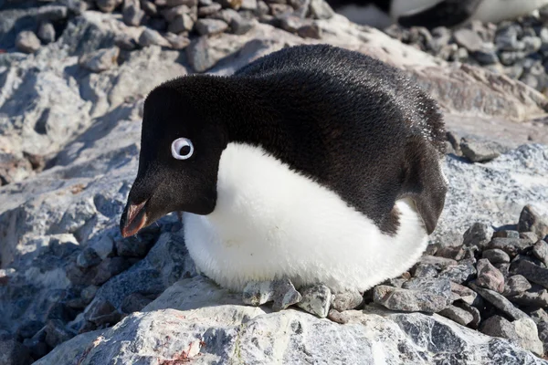 Pingüino Adelie sentado en un nido con la cabeza vuelta —  Fotos de Stock