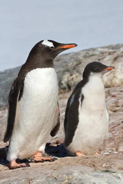 Pintainho e pássaro adulto Pinguim gentoo perto do ninho — Fotografia de Stock