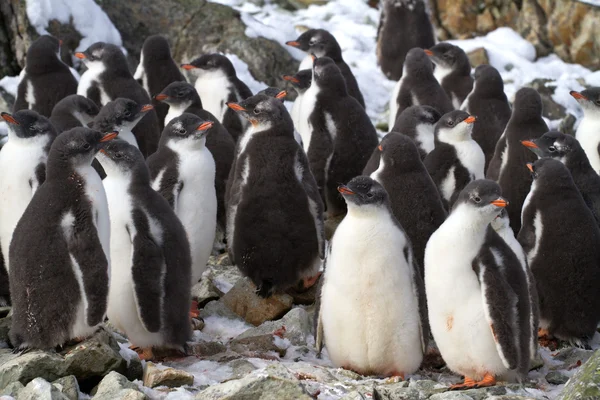 Jardín de infantes Los pollitos pingüinos de Adelie se han acumulado cerca del col —  Fotos de Stock