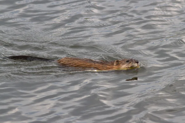 Rat musqué qui flotte sur le lac avec une tige de canne dans les dents — Photo