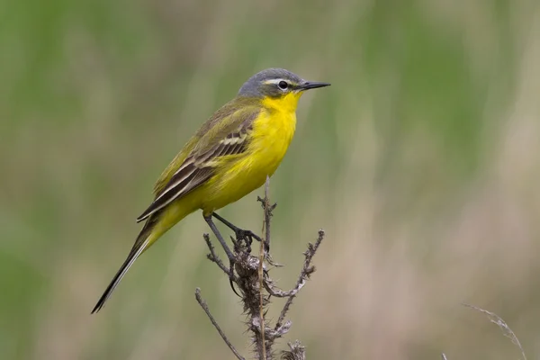 Mannelijke gele kwikstaart zittend op een dode tak — Stockfoto