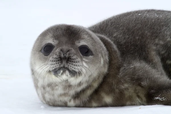 Ritratto di un cucciolo Weddell sigillo primavera giorno antartico — Foto Stock