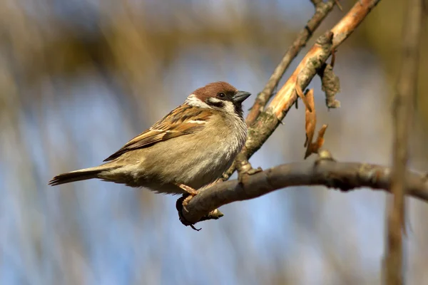 Veld sparrow zittend op een tak op een zonnige lentedag — Stockfoto