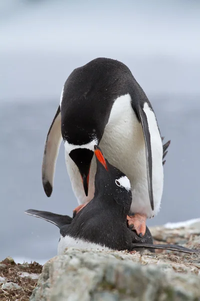 Masculino e feminino Gentoo pinguins que acasalam — Fotografia de Stock