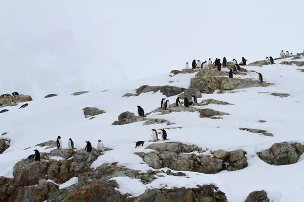Pequena colônia de pinguins Gentoo nas rochas da Antártida é — Fotografia de Stock