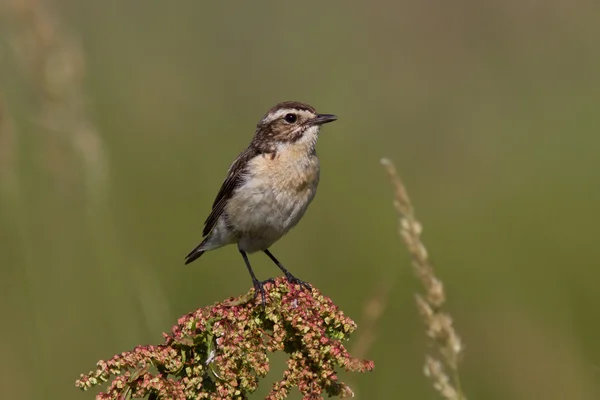 Joven whinchat que se sienta en una rama en un día de verano — Foto de Stock