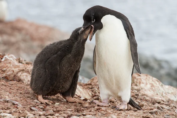 Птенцы пингвинов Адели, которые кормятся возле гнезда — стоковое фото