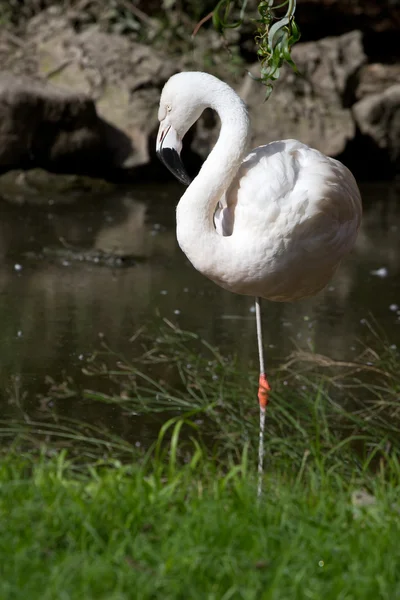 Flamingo chileno em uma pequena lagoa que fica em um pé — Fotografia de Stock