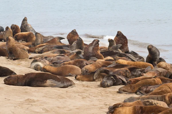 Leoni marini sudamericani alle prime armi sulla spiaggia dell'Atlantico Oc — Foto Stock