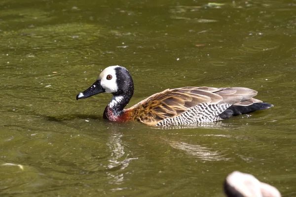 White-faced Whistling-Duck or White-faced Tree-Duck who floats o — Stock Photo, Image