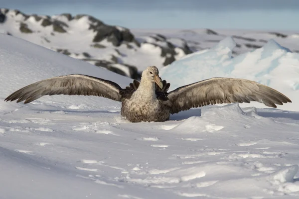 Southern giant petrel eat carrion in Antarctic ⬇ Stock Photo, Image by