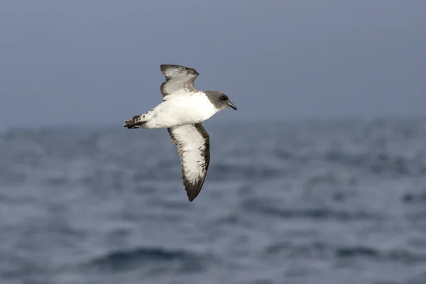 Pombo do cabo voando sobre a vista do oceano de baixo — Fotografia de Stock