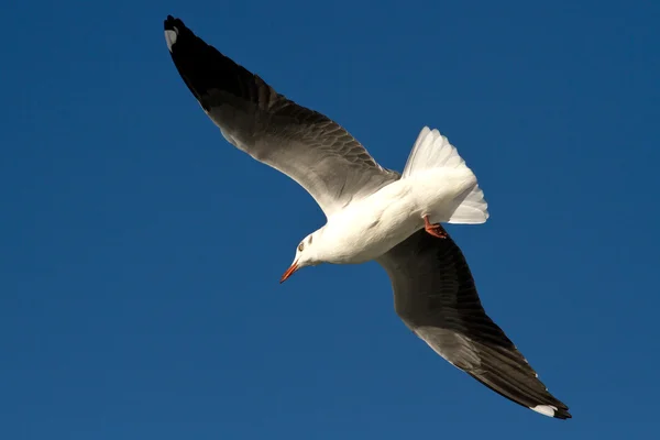 Gaviota con capucha gris volando en el cielo azul —  Fotos de Stock