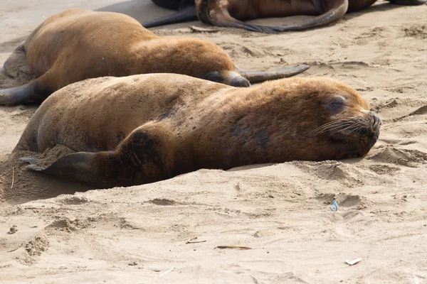 Leão-marinho macho que se encontra na praia de areia do Oceano Atlântico — Fotografia de Stock