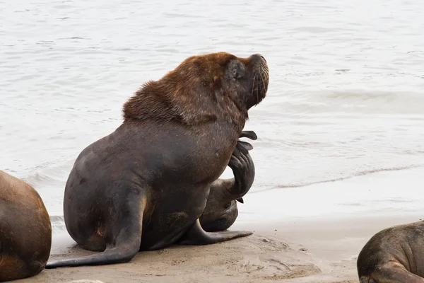 Männlicher Seelöwe, der am Strand des Atlantiks kratzte — Stockfoto