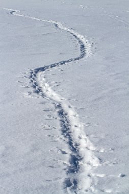 traces of Adelie penguins who crawled on his belly in the snow w clipart