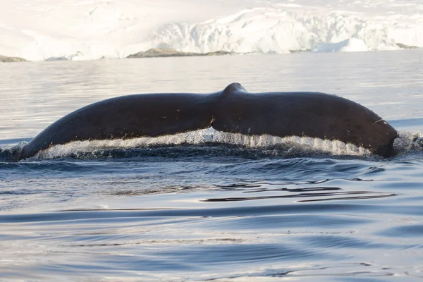 Ballena jorobada que se sumerge en las aguas de la Antártida y muestra — Foto de Stock